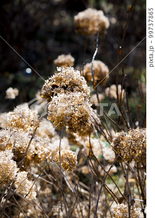 枯れ紫陽花 99737865