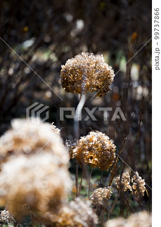 枯れ紫陽花 99737866