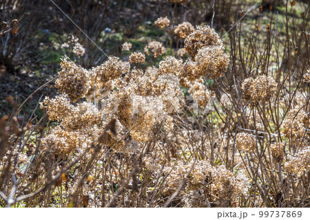 枯れ紫陽花 99737869
