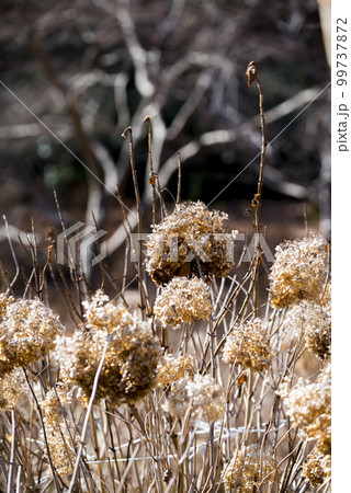 枯れ紫陽花 99737872