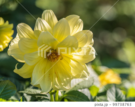 A wonderful Yellow dahlia flower is blooming in the garden. 99738763