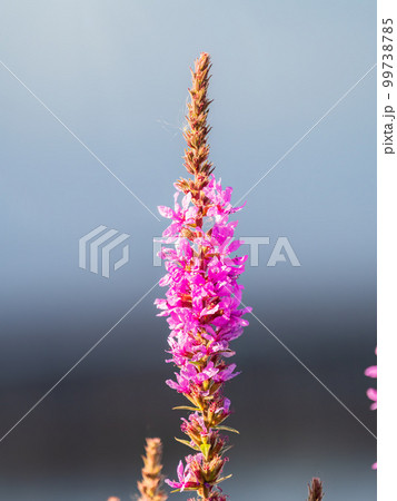 Summer Flowering Purple Loosestrife, Lythrum tomentosum on a green blured background. 99738785