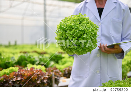 Cropped image of A male agricultural scientist or biologist holding a fresh salad vegetable 99739200