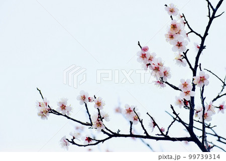 早春の野山を彩る薄いピンク色の花びらの形がかわいい梅の花 早春の野山を彩る薄いピンク色の花びらの形がかわいい梅の花 99739314