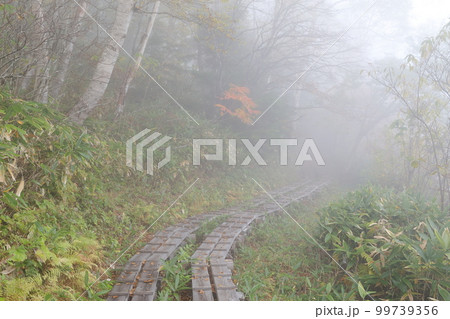 高原の木道　秋の霧（志賀高原　長野県 山之内町） 99739356