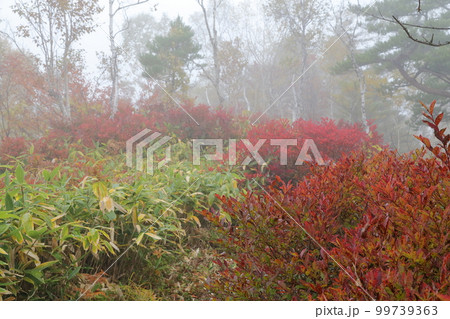 秋、霧が立ちこめる山(志賀高原 長野県 山之内町) 秋、霧が立ちこめる山(志賀高原 長野県 山之内町) 99739363