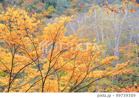 雑魚川の紅葉（奥志賀高原　長野県 下水内郡） 99739389