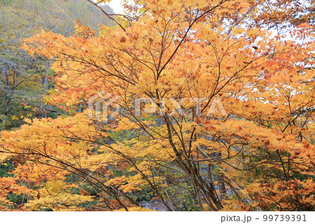 雑魚川の紅葉(奥志賀高原 長野県 下水内郡) 雑魚川の紅葉(奥志賀高原 長野県 下水内郡) 99739391