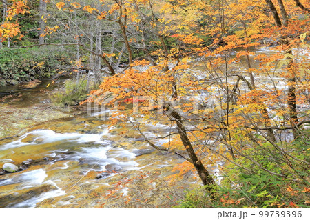 雑魚川の紅葉(奥志賀高原 長野県 下水内郡) 雑魚川の紅葉(奥志賀高原 長野県 下水内郡) 99739396