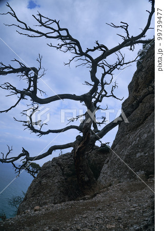 Lonely tree growing on rock on the sky background in spring 99739477