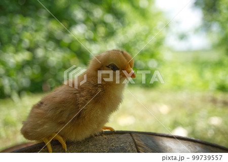 Cute new born chick viewed at ground level Cute new born chick viewed at ground level 99739557