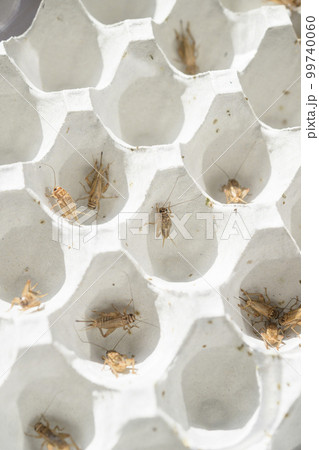 食用コオロギの飼育イメージ 99740060