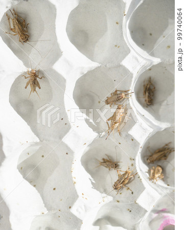 食用コオロギの飼育イメージ 食用コオロギの飼育イメージ 99740064