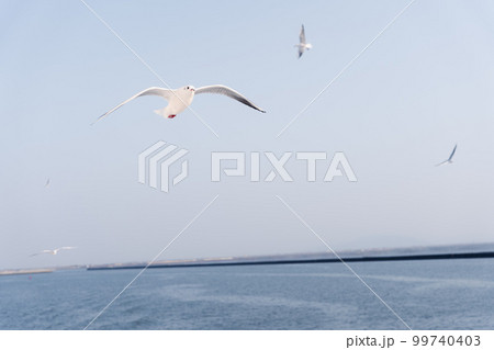海上を飛行するカモメの大群 99740403