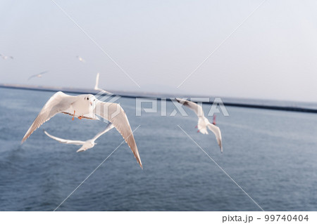 海上を飛行するカモメの大群 99740404