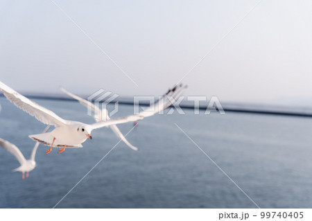 海上を飛行するカモメの大群 99740405