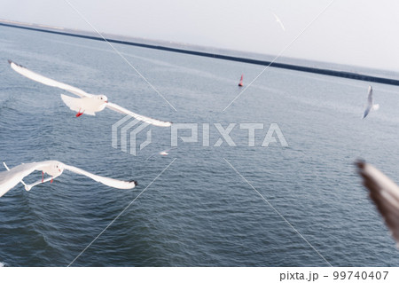 海上を飛行するカモメの大群 海上を飛行するカモメの大群 99740407