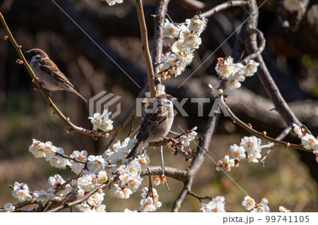 満開の梅とスズメのつがい 満開の梅とスズメのつがい 99741105