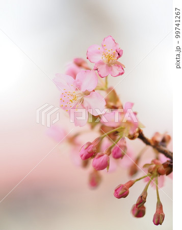 東京の公園に咲いた河津桜 東京の公園に咲いた河津桜 99741267