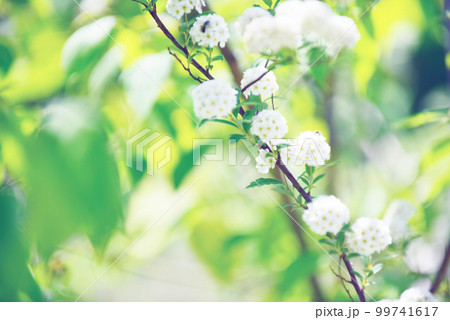 可愛らしいコデマリの花　オールドレンズ 99741617