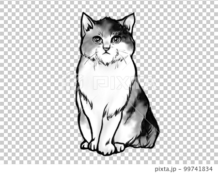 正面緬因浣熊（印花布貓）插圖素材（單色） 99741834
