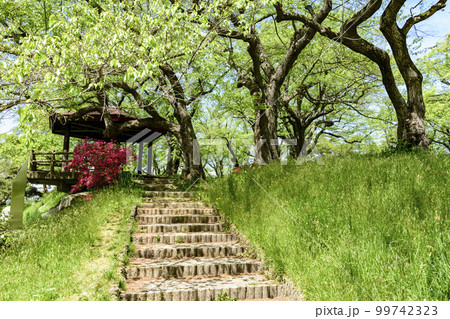 新緑の山形県南陽市烏帽子山公園より 新緑の山形県南陽市烏帽子山公園より 99742323