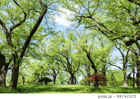 新緑の山形県南陽市烏帽子山公園より 99742325