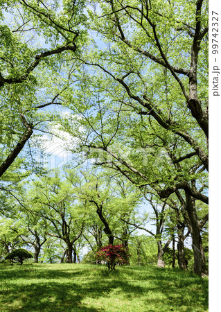 新緑の山形県南陽市烏帽子山公園より 99742327