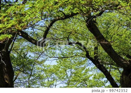 新緑の山形県南陽市烏帽子山公園より 99742352
