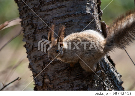 木の上のエゾリス 木の上のエゾリス 99742413