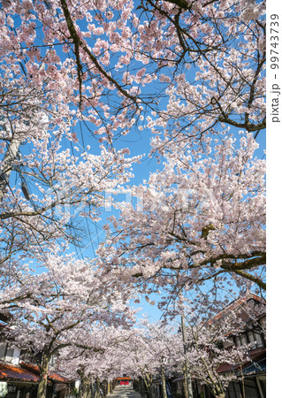 満開のがいせん桜と見上げると快晴の青空。岡山県「がいせん桜」 99743739