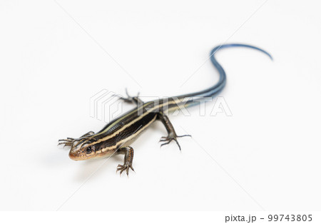 ニホントカゲ 99743805