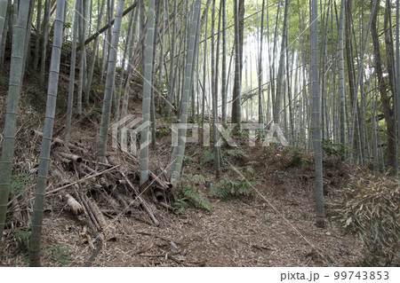 三城 三の丸に残る竪土塁 三城 三の丸に残る竪土塁 99743853