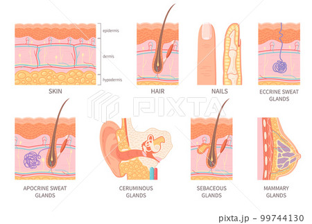 Human Integumentary System Set 99744130