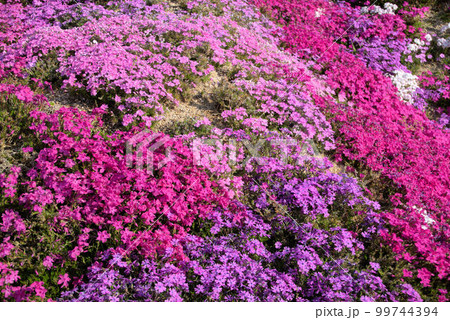シバ桜 春の風景 シバ桜 春の風景 99744394