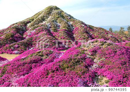 シバ桜 春の風景 シバ桜 春の風景 99744395