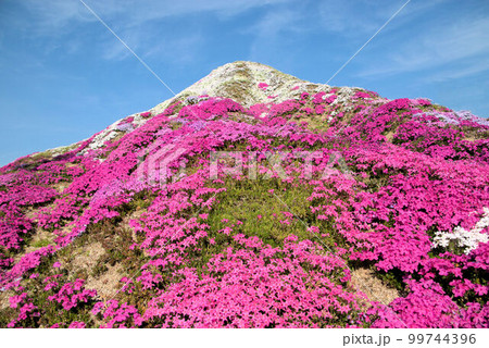 シバ桜 春の風景 シバ桜 春の風景 99744396