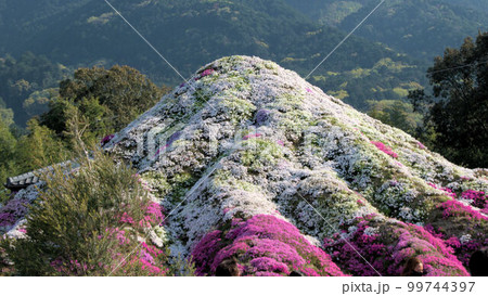 シバ桜 春の風景 シバ桜 春の風景 99744397
