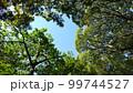 ハートの形をした木陰 99744527