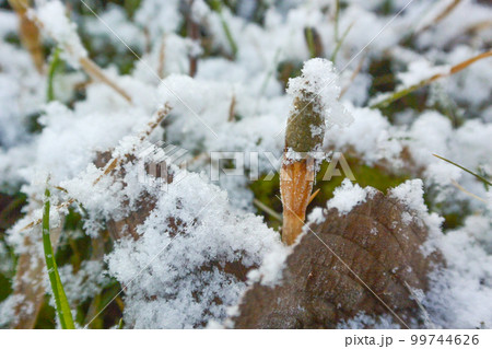 つくしと雪 99744626