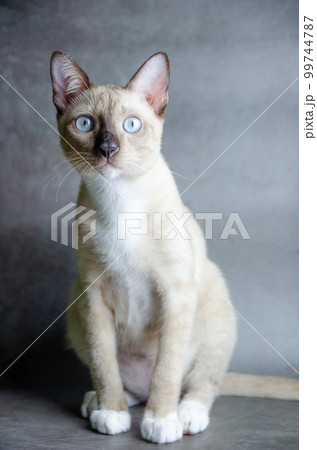 portrait of siamese cat on grey background, selective focus 99744787