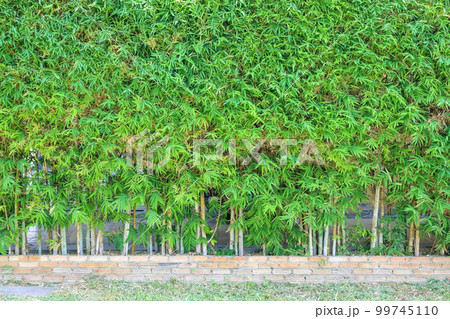 Bamboo tree with green leaves natural fence decoration outdoor background 99745110