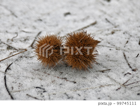 雪の路面の毬栗 雪の路面の毬栗 99745111