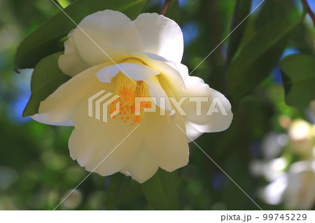 満開の椿「都鳥」 99745229