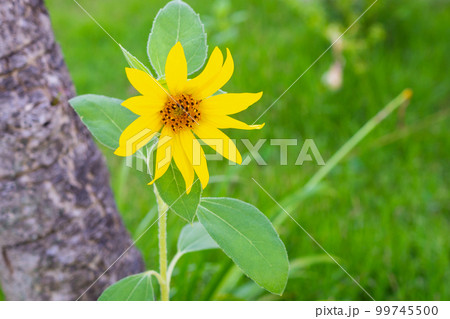 Sunflower growth in green garden Sunflower growth in green garden 99745500
