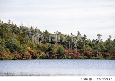 白駒池の紅葉 白駒池の紅葉 99745937