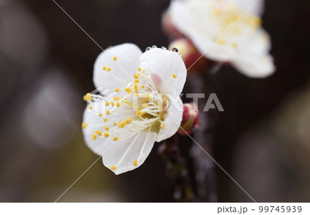 白梅　雨　マクロ 99745939