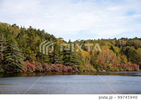 白駒池の紅葉 99745940