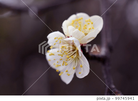 白梅　雨　マクロ 99745941