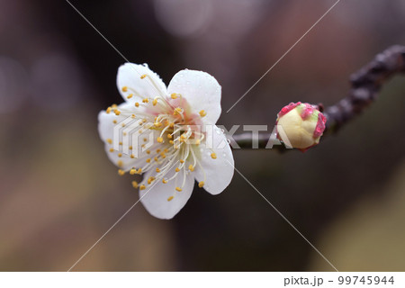 白梅　雨　マクロ 99745944